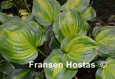 Hosta Holy Mole