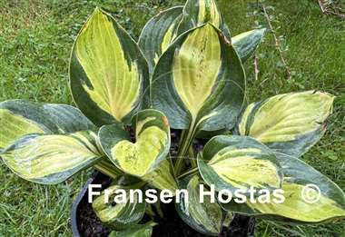 Hosta Holy Mouse Ears