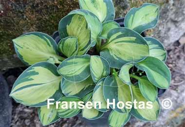 Hosta Holy Mouse Ears