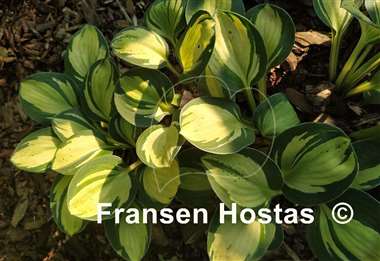 Hosta Holy Mouse Ears