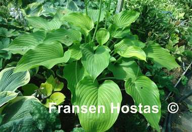 Hosta Homecoming Queen