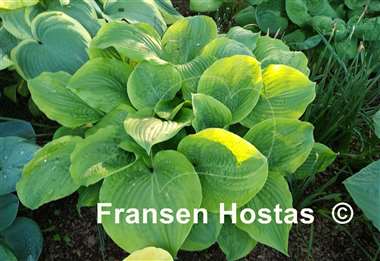 Hosta Honey Bear