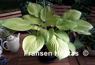 Hosta Honey Pie