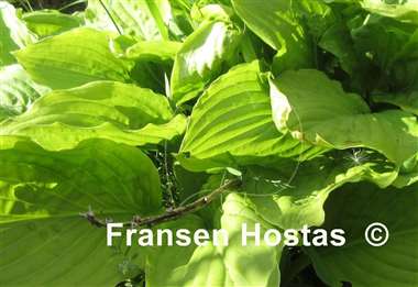 Hosta Honeybells