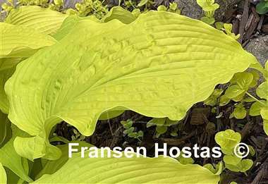 Hosta Honeydripper