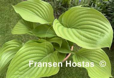 Hosta Hot Air Balloon