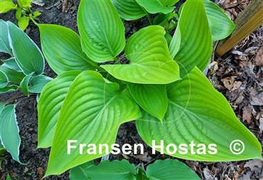 Hosta Hot Air Balloon