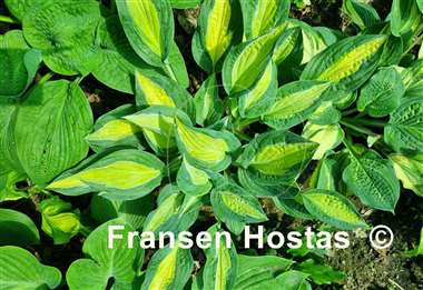 Hosta Hot Kiss