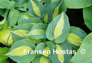 Hosta Hot Kiss