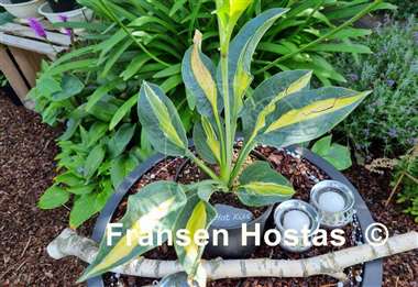 Hosta Hot Kiss