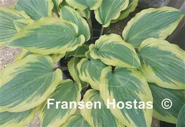 Hosta Hot Stuff