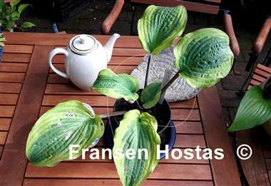Hosta Hot Stuff