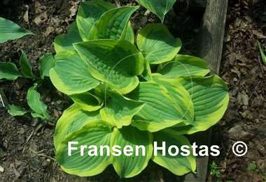Hosta Hot Stuff