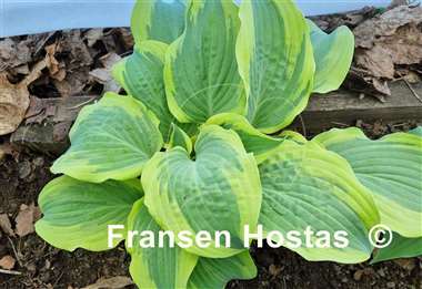 Hosta Hot Stuff