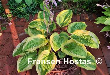 Hosta Hot Stuff