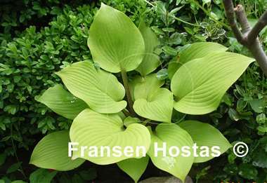 Hosta Hotshot