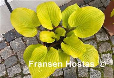 Hosta Hotshot