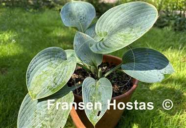 Hosta Hovercraft