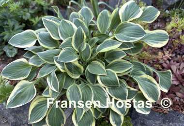 Hosta Hush Puppie