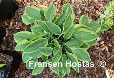 Hosta Hush Puppie