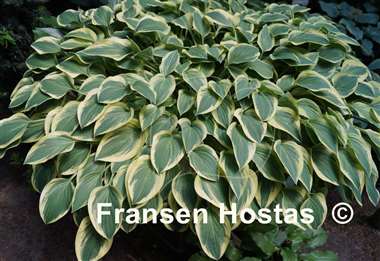 Hosta Hush Puppie