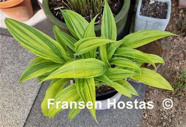 Hosta Hyuga Urajiro