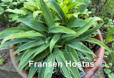 Hosta Hyuga Urajiro