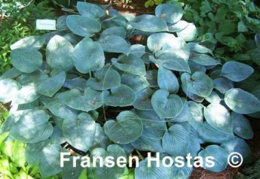 Hosta Hadspen Blue