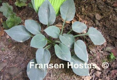 Hosta Hadspen Blue