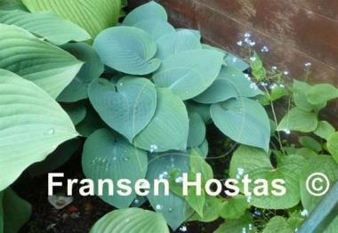 Hosta Hadspen Blue