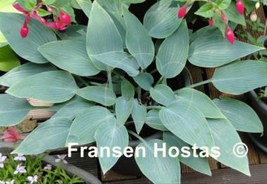 Hosta Hadspen Hawk
