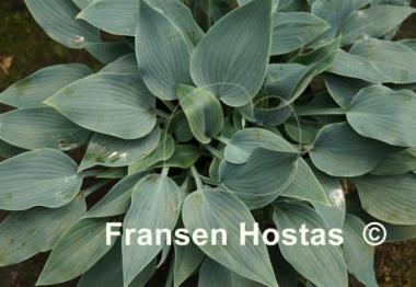 Hosta Hadspen Heron