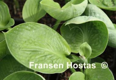 Hosta Hadspen Nymphae