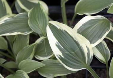 Hosta Hadspen Rainbow