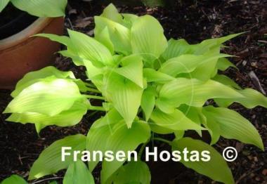 Hosta Hadspen Samphire