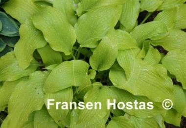 Hosta Hadspen Samphire