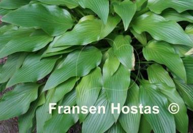 Hosta Hadspen Samphire