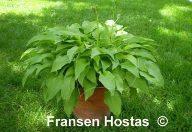 Hosta Hadspen Samphire
