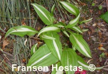 Hosta Haku Chu Han