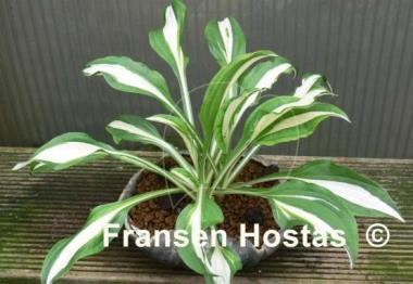 Hosta Haku Chu Han