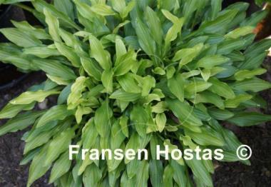 Hosta Hakujima