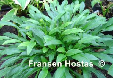 Hosta Hakujima