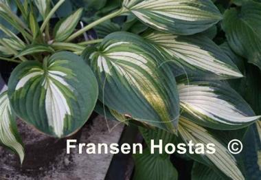 Hosta Hakumuo
