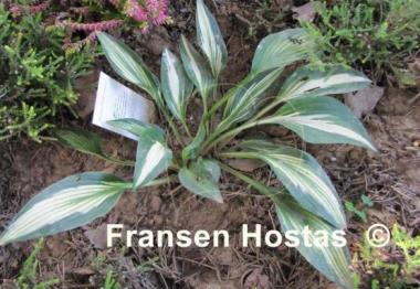 Hosta Hakumuo