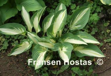 Hosta Hakumuo