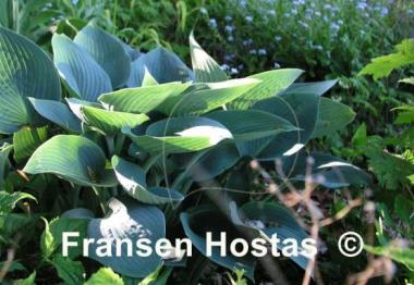 Hosta Halcyon