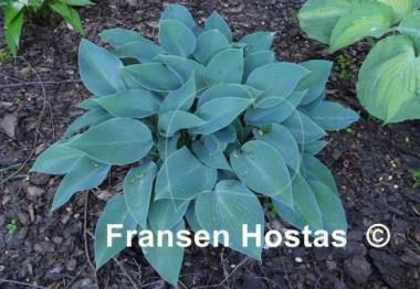 Hosta Halcyon