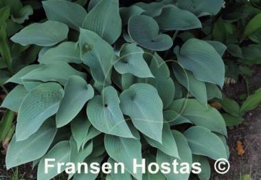 Hosta Halcyon
