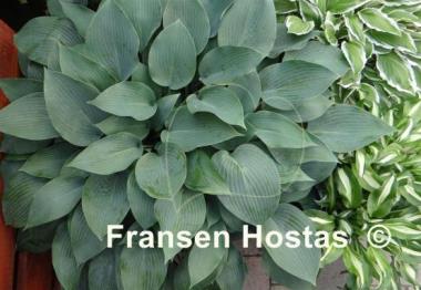 Hosta Halcyon