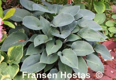 Hosta Halcyon